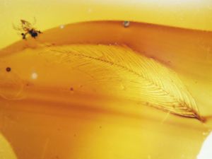 Single feather, and a mite, preserved in Late Cretaceous amber found in Canada. 