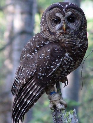 Spotted Owl - USFWS