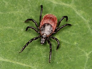 blacked-legged-tick-innovative-pest-management