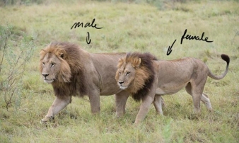 lionesses-with-manes