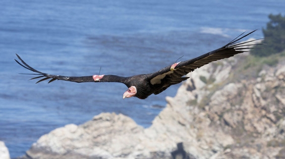 California Condor 02